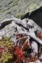 Mountain plants, Zermatt Switzerland 2